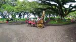 Hutan Lord of The Ring Ada di Banyuwangi