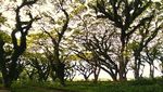 Hutan Lord of The Ring Ada di Banyuwangi