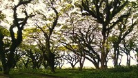 Hutan ala negeri dongeng di benculuk