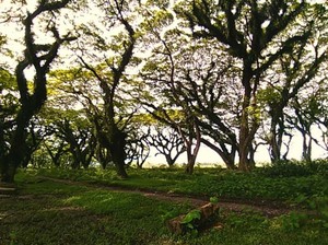 Hutan Lord of The Ring Ada di Banyuwangi