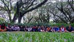 Hutan Lord of The Rings ala Banyuwangi