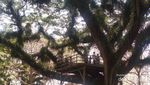 Hutan Lord of The Rings ala Banyuwangi