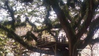 Rumah Pohon De-Djawatan Benculuk yang ramai didatangi wisatawan