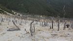 Hutan Mati, Tempat yang Wajib Dikunjungi di Papandayan