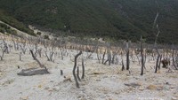 Suasana Hutan Mati