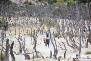 Hutan Mati, Tempat yang Wajib Dikunjungi di Papandayan