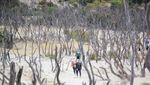 Hutan Mati, Tempat yang Wajib Dikunjungi di Papandayan