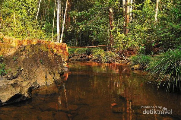 Hutan Pancur, Oasis Tersembunyi di Kota Batam