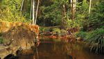 Hutan Pancur, Oasis Tersembunyi di Kota Batam