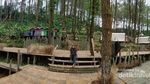 Hutan Pinus dan Kawasan Kemping Modern di Purworejo