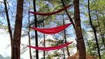Hutan Pinus Kalilo, Wisata Instagramable di Purworejo