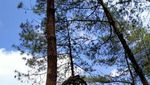Hutan Pinus Kalilo, Wisata Instagramable di Purworejo