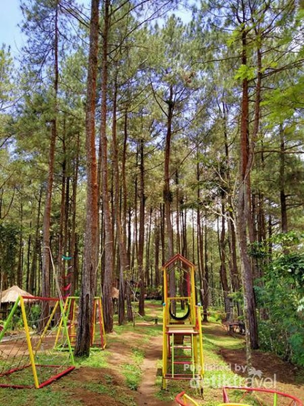 Hutan Pinus Kalilo, Wisata Instagramable di Purworejo