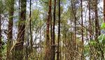 Hutan Pinus Kalilo, Wisata Instagramable di Purworejo
