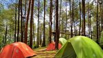 Hutan Pinus Kalilo, Wisata Instagramable di Purworejo