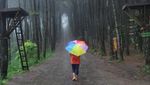 Hutan Pinus Kekinian di Magelang