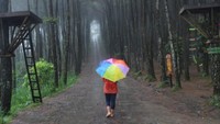 Jalan yang diapit oleh hutan pinus menciptakan pemandangan yang indah , terlebih saat hujan turun suasananya semakin mempesona.