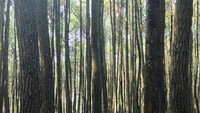 Hutan pinus yang fotogenik