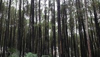 Hutan pinus Mangunan di pagi hari