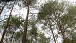 Hutan Pinus yang Instagenic, Bogor Juga Punya!