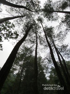 Hutan Pinus yang Instagenic, Bogor Juga Punya!