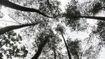 Hutan Pinus yang Instagenic, Bogor Juga Punya!