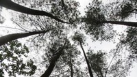 Pohon Pinus yang menjulang tinggi