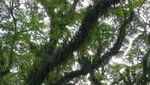 Hutan The Lord Of The Rings Ada di Banyuwangi