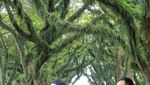 Hutan The Lord Of The Rings Ada di Banyuwangi