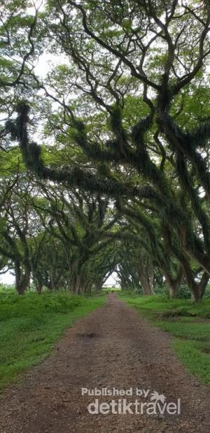 Hutan The Lord Of The Rings Ada di Banyuwangi