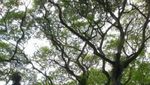Hutan The Lord Of The Rings Ada di Banyuwangi