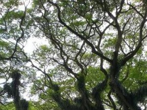 Hutan The Lord Of The Rings Ada di Banyuwangi