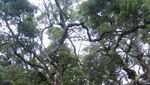 Hutan yang Terlihat Seram nan Keren, Namanya Fatumnasi
