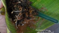 Pecel semanggi