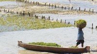 Aktivitas petani yang terhambat musim kemarau