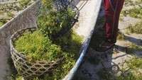 Dewi, petani rumput laut di Lebaoh