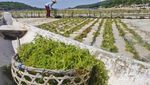 Ide Liburan di Bali: Melihat Budidaya Rumput Laut