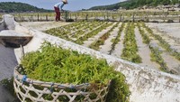 Petani rumput laut di Nusa Lembongan