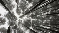 Hutan Pinus Mangunan