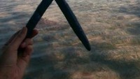 Bintang laut
