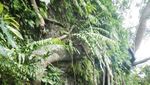 Ide Liburan Weekend Ini, Hiking ke Gunung Munara Bogor