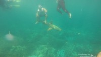 Snorkeling bersama Hiu