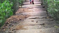 Canopy trail