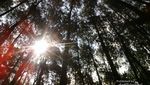 Ide Weekend Gateway Kali Ini: Hutan Pinus Cigombong, Bogor