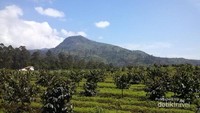 Lahan Perkebunan