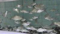 Ikan Keureuling Tangse Aceh yang masih segar dan disimpan di dalam akuarium