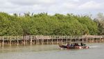 Indah Nggak Hutan Mangrove dari Kulon Progo Ini?