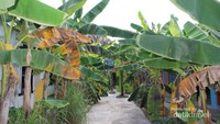 Pohon-pohon pisang berjejer rapi di sekitar museum
