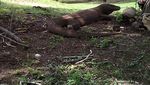 Indah Sekaligus Menantang, Melancong ke Pulau Komodo