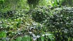 Indahnya Alam, Danau & Kopi di Takengon